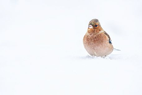 Finch in the snow