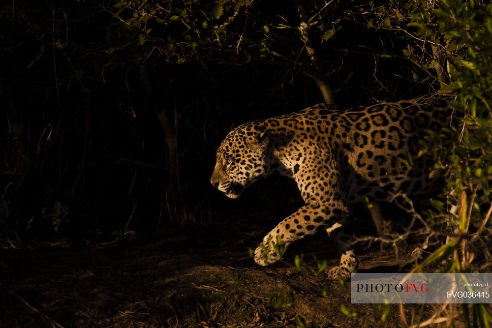 Jaguar hunting in the dark, Pantanal, Mato Grosso, Brazil