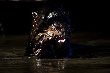 Giant otter with prey, Pantanal, Mato Grosso, Brazil