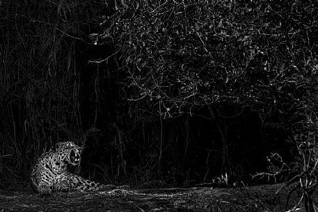 Resting jaguar in the night, Pantanal, Mato Grosso, Brazil