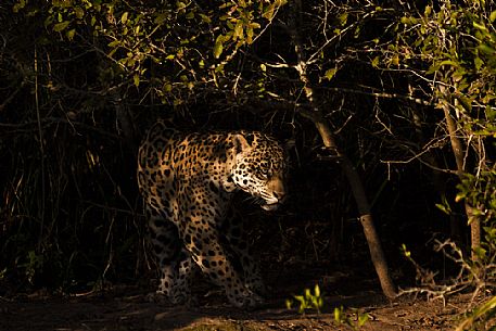 Jaguar hunting in the dark, Pantanal, Mato Grosso, Brazil