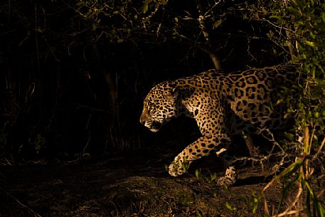 Jaguar hunting in the dark, Pantanal, Mato Grosso, Brazil