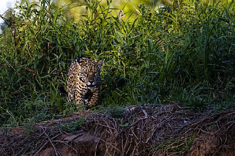 Jaguar hunting in the bank of the river, Pantanal, Mato Grosso, Brazil