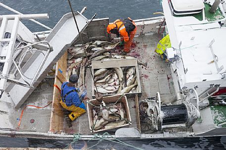 Cod fishermen working in the port of Henningsvaer village, Lofoten island, Norway, Europe