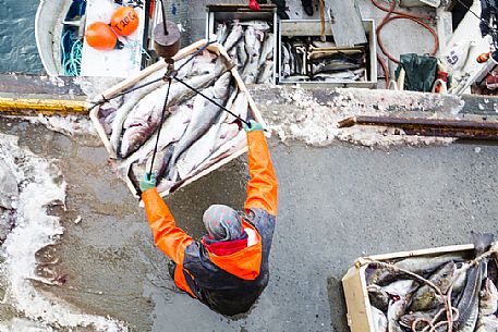 Fischerman unload fish of the day in the Svolvaer village, Lofoten island, Norway, Europe