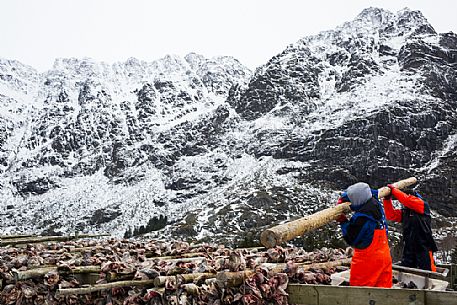 Preparation for drying codfish in the Reine village, Lofoten Island, Norway