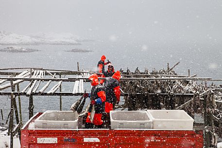 Fishermen disposing cod for drying in the Reine coast, Lofoten island, Norway, Europe