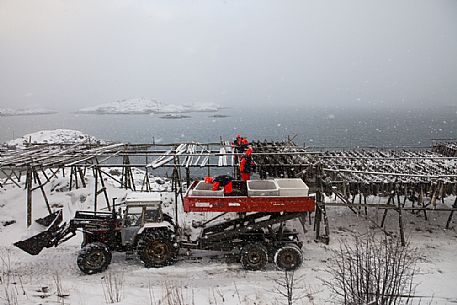 Fishermen disposing cod for drying in the Reine coast, Lofoten island, Norway, Europe