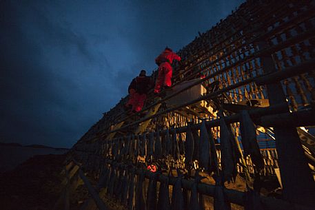 Fishermen disposing cod to dry during the night, Svolvaer, Lofoten Island, Norway, Europe