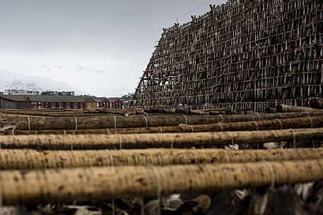 Rows of cod to dry near the village of Svolvaer, Lofoten Island, Norway, Europe