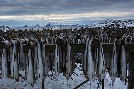 Rows of cod to dry with landscape, Svolvaer, Lofoten Island, Norway, Europe