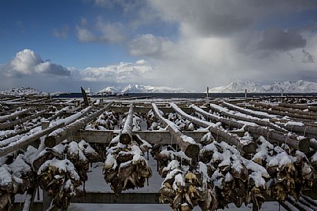 Rows of cod to dry with landscape, Svolvaer, Lofoten Island, Norway, Europe