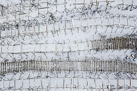 View from above of cod fish hanging to dry, Svolvaer, Lofoten Island, Norway, Europe