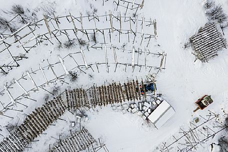 View from above of cod fish hanging to dry, Svolvaer, Lofoten Island, Norway, Europe