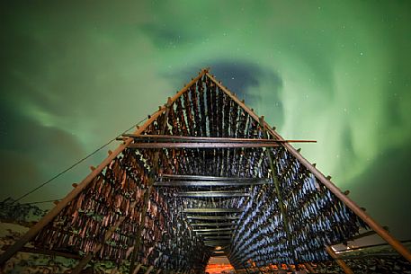 Rows of cod to dry in the northern lights, Henningsvaer, Lofoten Island, Norway, Europe