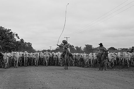 Pantanal cowboys herding cattle on Pantaneiro horses, Mato Grosso, Brazil