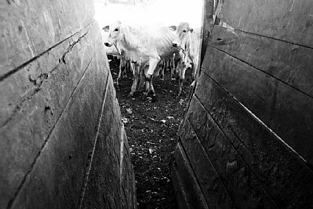 Half wilde cows waiting for vaccine, Pantanal, Mato Grosso, Brazil