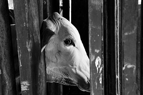 Portrait of skinny cow in the Pantanal farm, Mato Grosso, Pantanal, Brazil