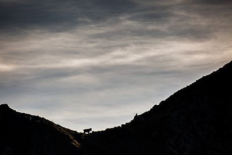 Goat on the Apuanes Alps, Arni, Lucca, Tuscany, Italy, Europe