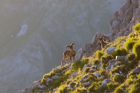 Moufflon, Ovis musimon, on Apuane alps, Pania della Croce mount, Tuscany, Italy, Europe
