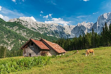 Malga Alpe del Lago hut and in the backgroundo the Mangart mount, Fusine, Tarvisio, Julian alps, Friuli Venezia Giulia, Italy