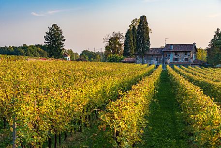 Among the vineyards in the fall, medieval village of Villafredda, Tarcento, Friuli Venezia Giulia, Italy