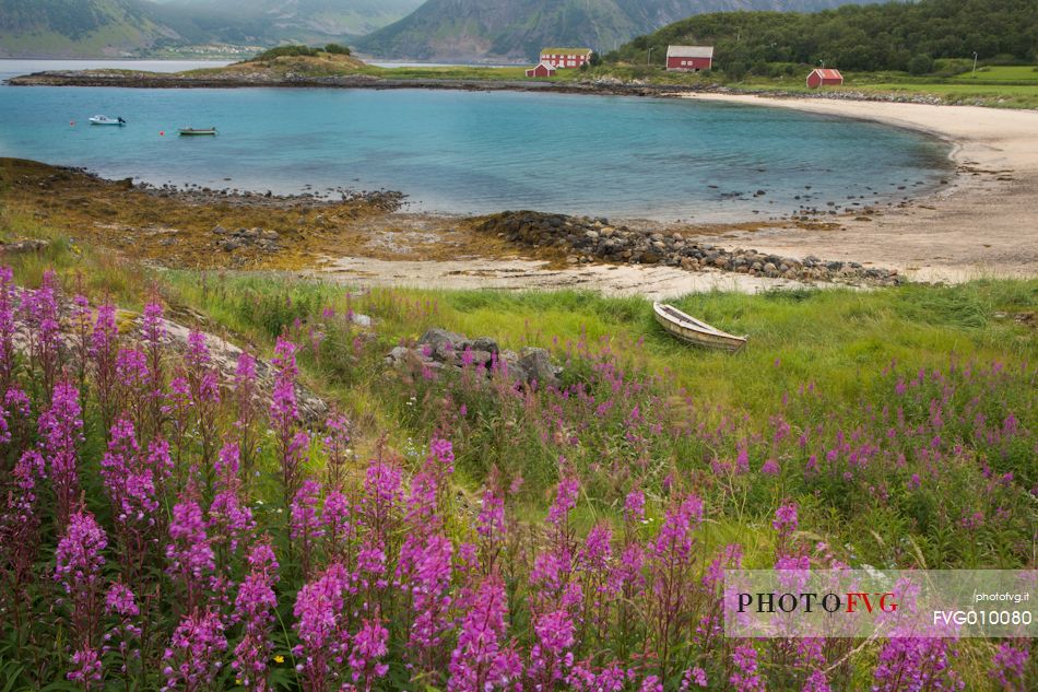 The summer flowers frame a small bay Norwegian