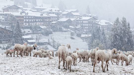 Herd of sheep under an heavy snowfall; in the background the alpine town of Sauris di Sopra