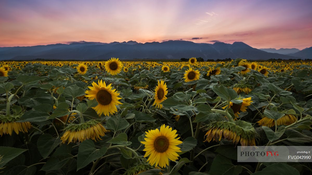 A field of sunflowers with Piancavallo mount in the background at sunset, Friuli Venezia Giulia, Italy, Europe
