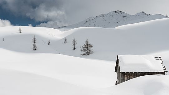 Snowcapped mountain hut with lone trees in Giau pass, dolomites, Cortina d'Ampezzo, Italy, Europe