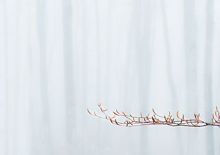 A branch of beech tree on a foggy day in Cansiglio forest, Veneto, Italy, Europe