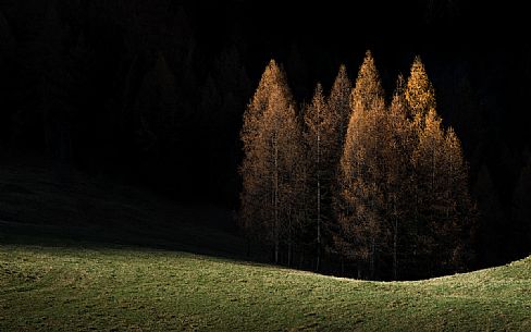 Larches in autumn are struck by the last rays of sun, dolomites, Veneto, Italy, Europe