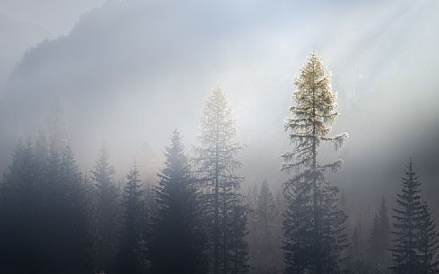 Larches wrapped in fog with the peaks hit by the morning sun, dolomites, Trentino Alto Adige, Italy, Europe
