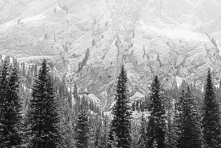 Fir trees and in the background the wall of the Piz Ciavazes with snow, Sella mountain group, dolomites, Trentino Alto Adige, Italy, Europe
