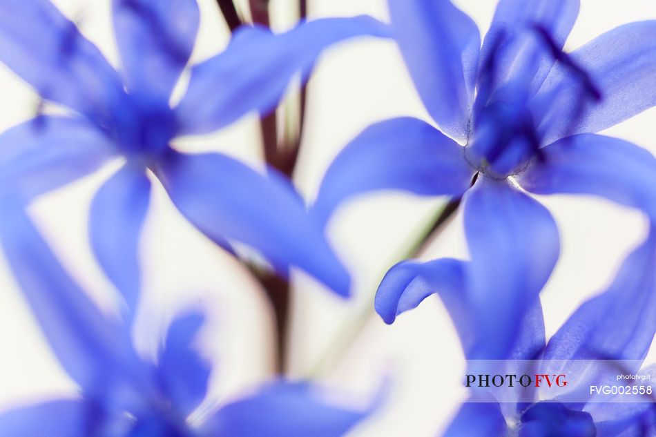 A detail of Scilla bifolia A detail of Scilla bifolia