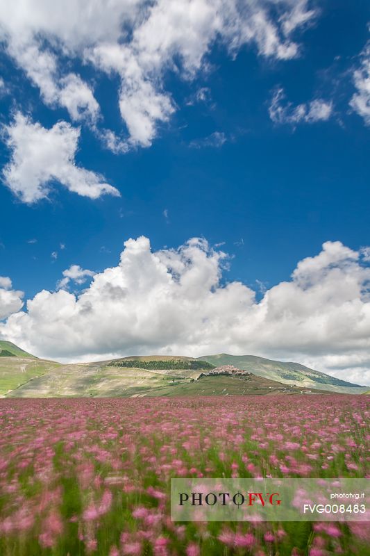 Spring flowering and wind on Piano Grande Spring flowering and wind on Piano Grande
