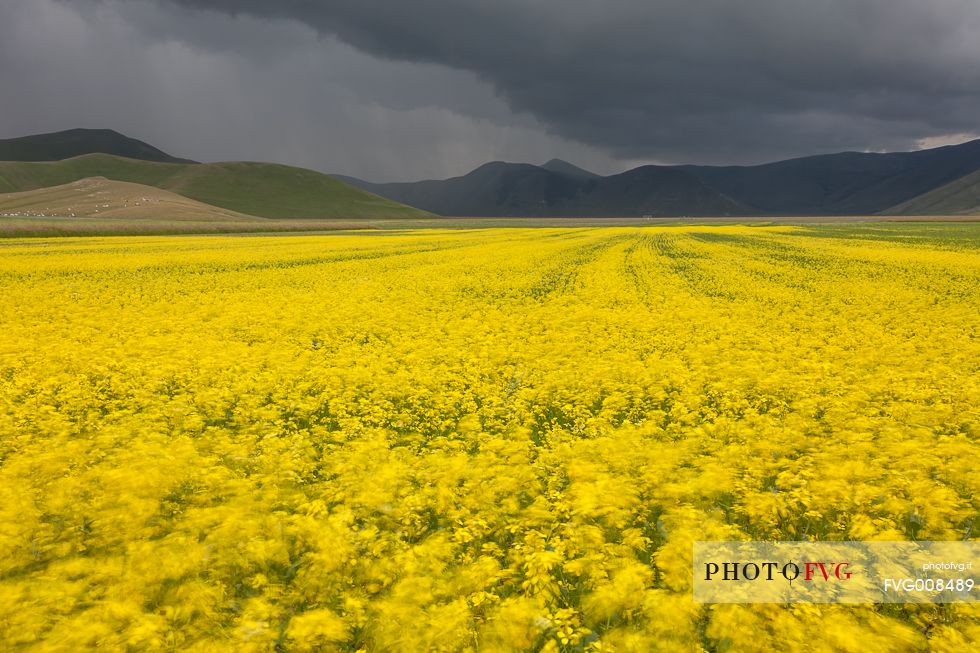 Spring flowering  and wind on Piano Grande