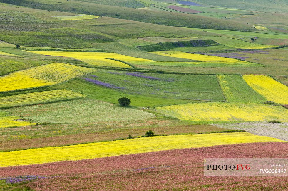 Graphism of spring flowering on Piano Piccolo Graphism of spring flowering on Piano Piccolo
