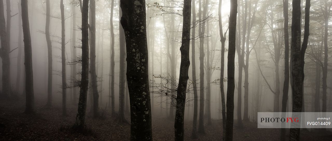 Campigna forest into the fog Campigna forest into the fog