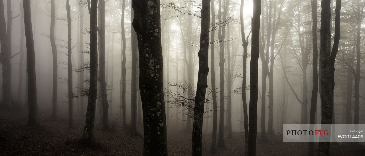 Campigna forest into the fog