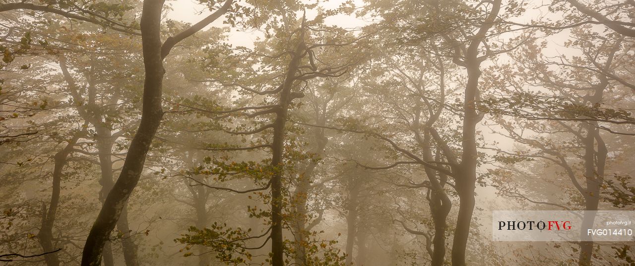 Campigna forest into the fog