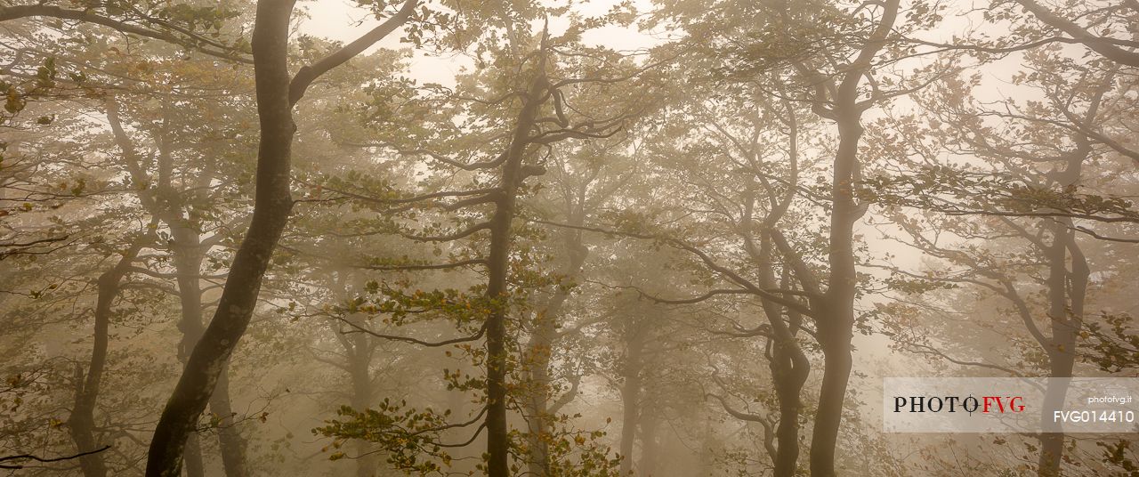 Campigna forest into the fog Campigna forest into the fog