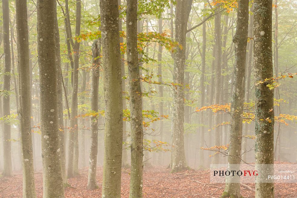Campigna forest into the fog Campigna forest into the fog