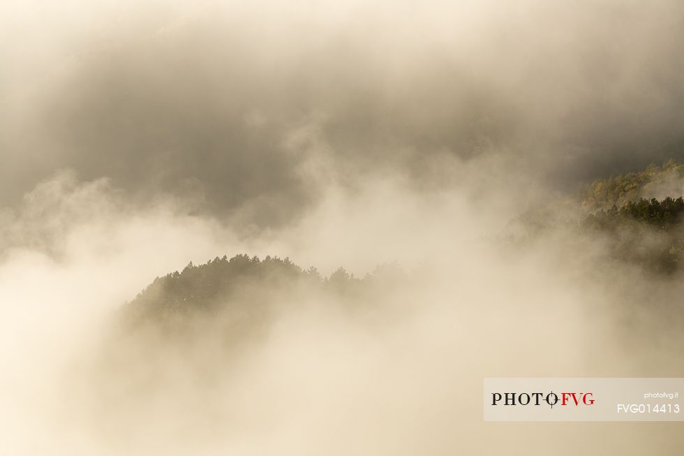 Fog over the forest