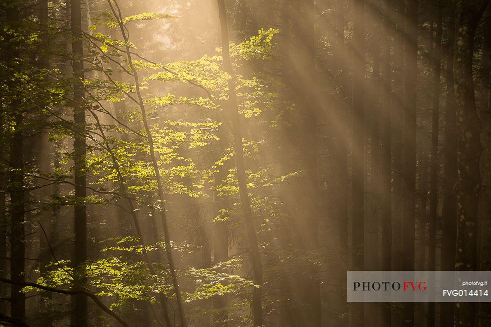 Some rays of light into the forest Some rays of light into the forest