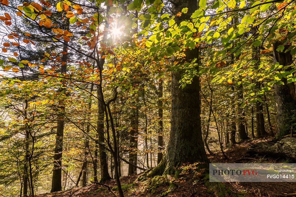 Light and colors into the forest