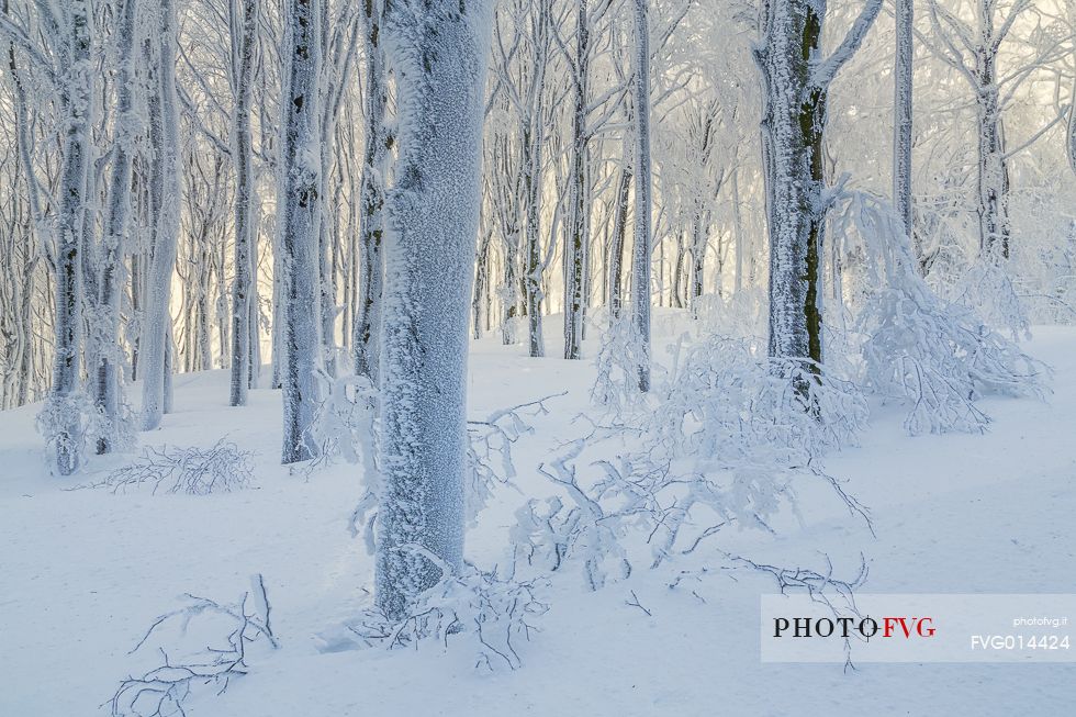 Icy forest Icy forest