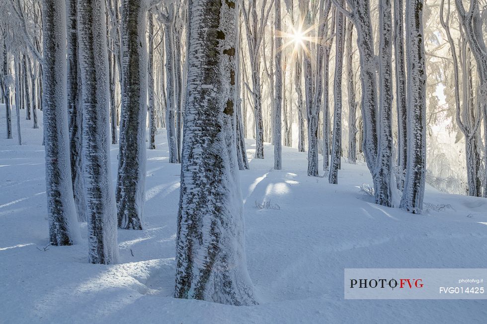 Luce del sole nella foresta ghiacciata