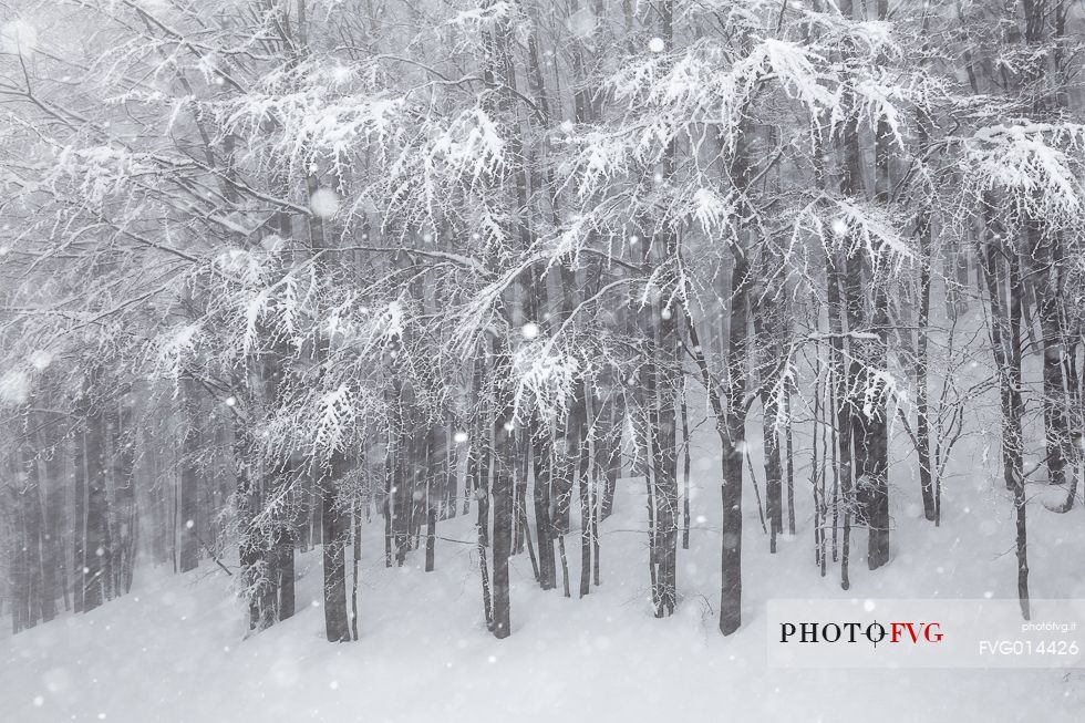 Snowfall over the forest Snowfall over the forest