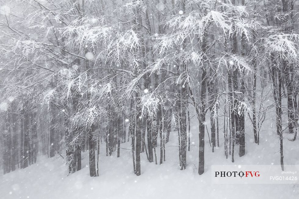 Snowfall over the forest